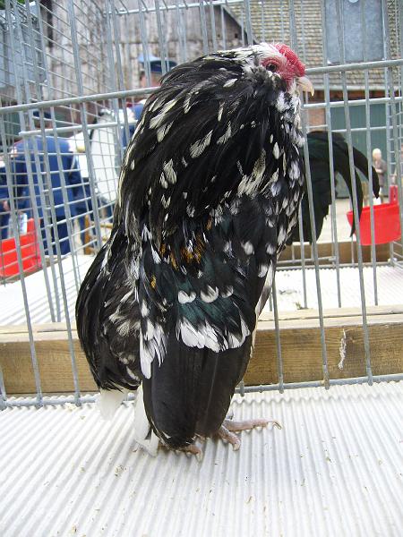 Haehnewettkraehen der Kreisjugend des Kreisverbandes Guetersloh 063.jpg - Hähnewettkrähen des Kreisverbandes Gütersloh in Langenberg auf dem Hofe Großelohmann